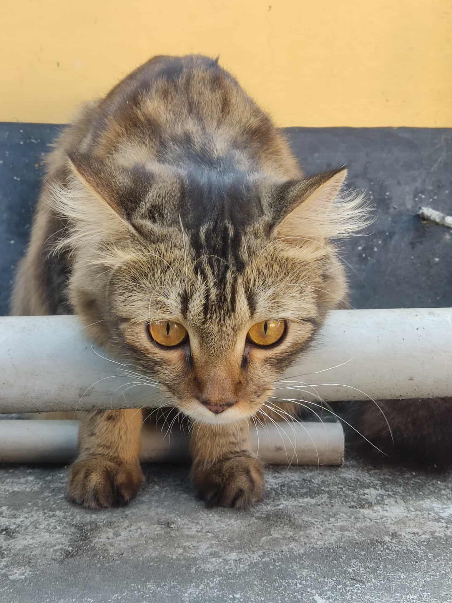 Pucu