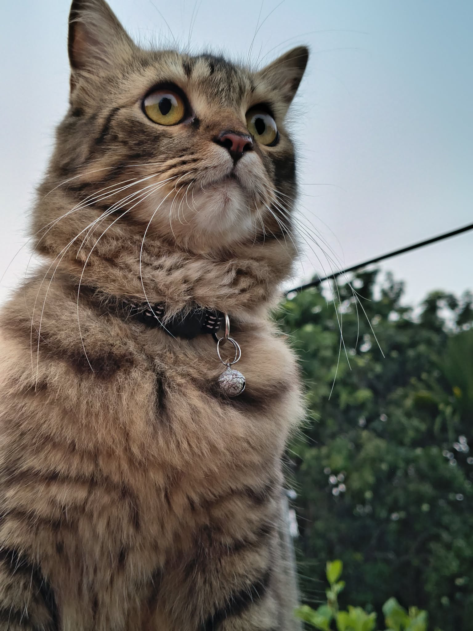 Pucu
